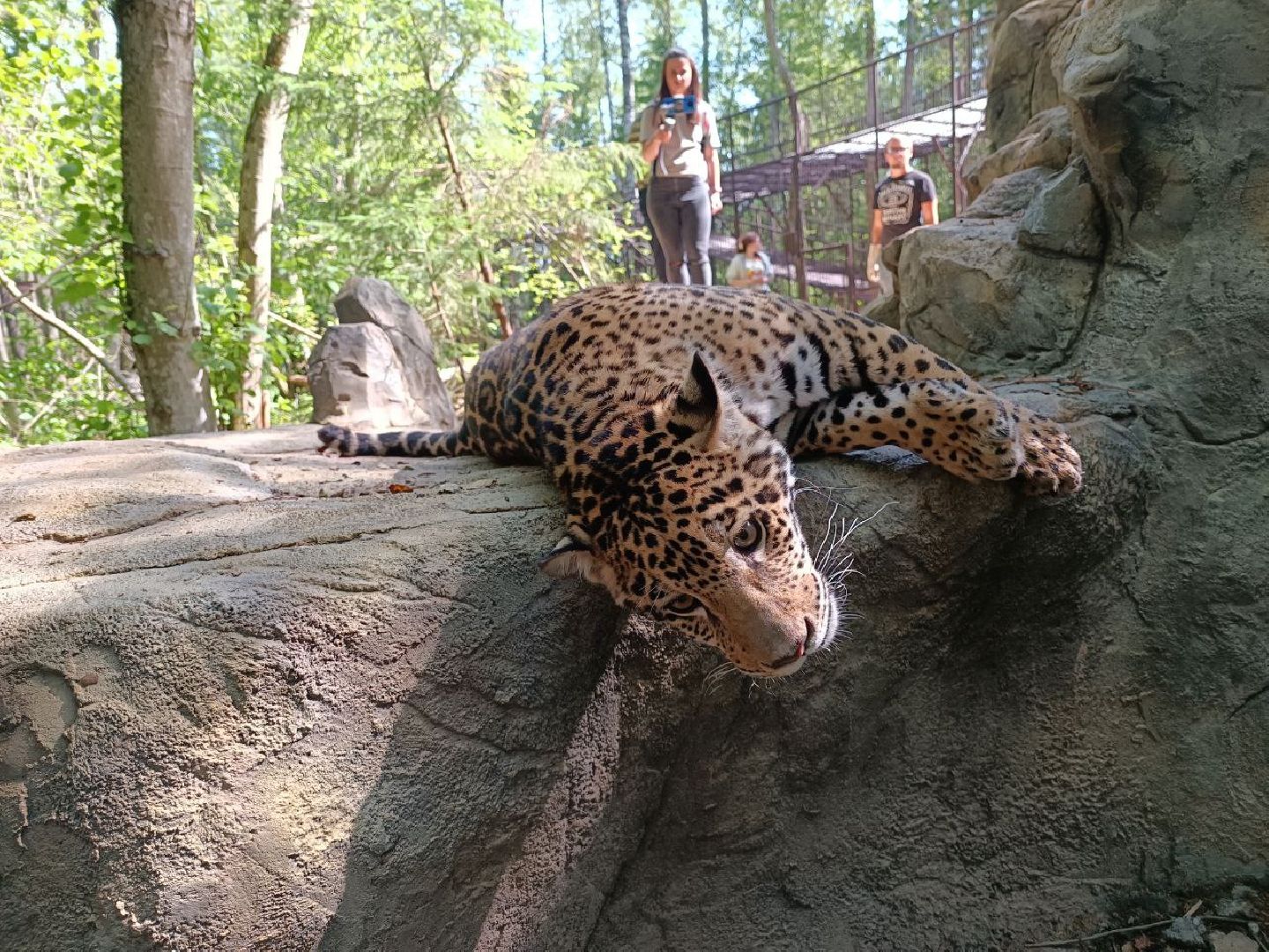 Можайск, Можайский городской округ, Подмосковье, туризм, сафари-парк, парк тигров, львы, ягуары, тигры, дикие животные, хищники, кошки