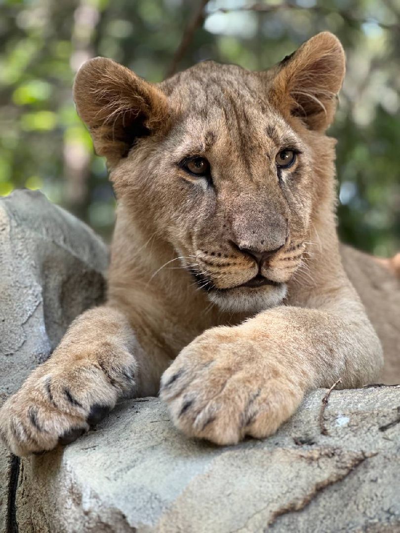 Можайск, Можайский городской округ, Подмосковье, туризм, сафари-парк, парк тигров, львы, ягуары, тигры, дикие животные, хищники, кошки