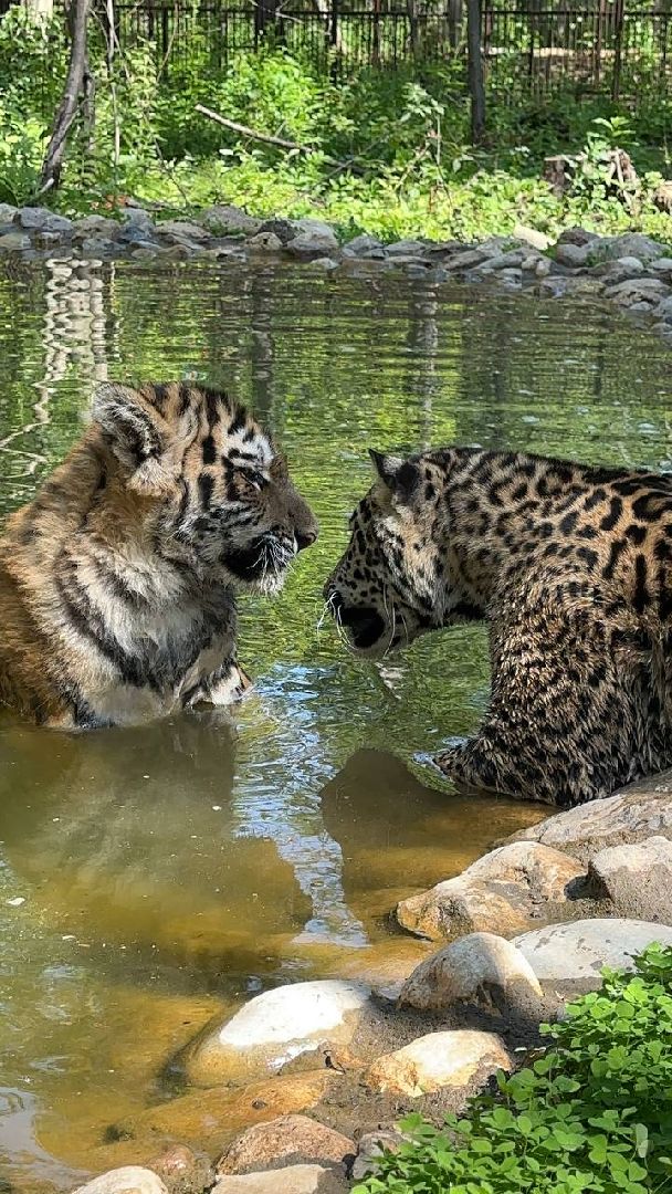 Можайск, Можайский городской округ, Подмосковье, туризм, сафари-парк, парк тигров, львы, ягуары, тигры, дикие животные, хищники, кошки