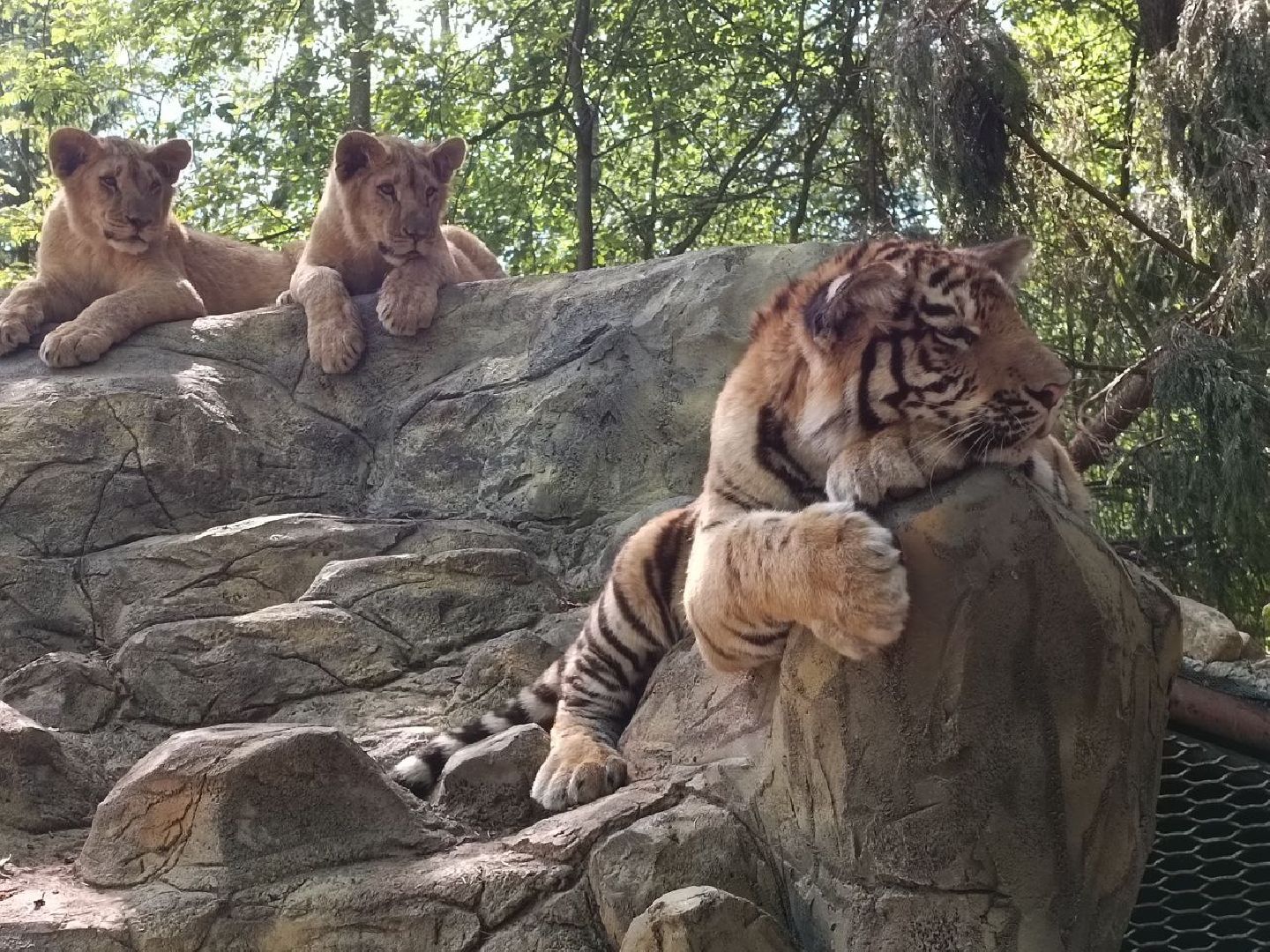 Можайск, Можайский городской округ, Подмосковье, туризм, сафари-парк, парк тигров, львы, ягуары, тигры, дикие животные, хищники, кошки
