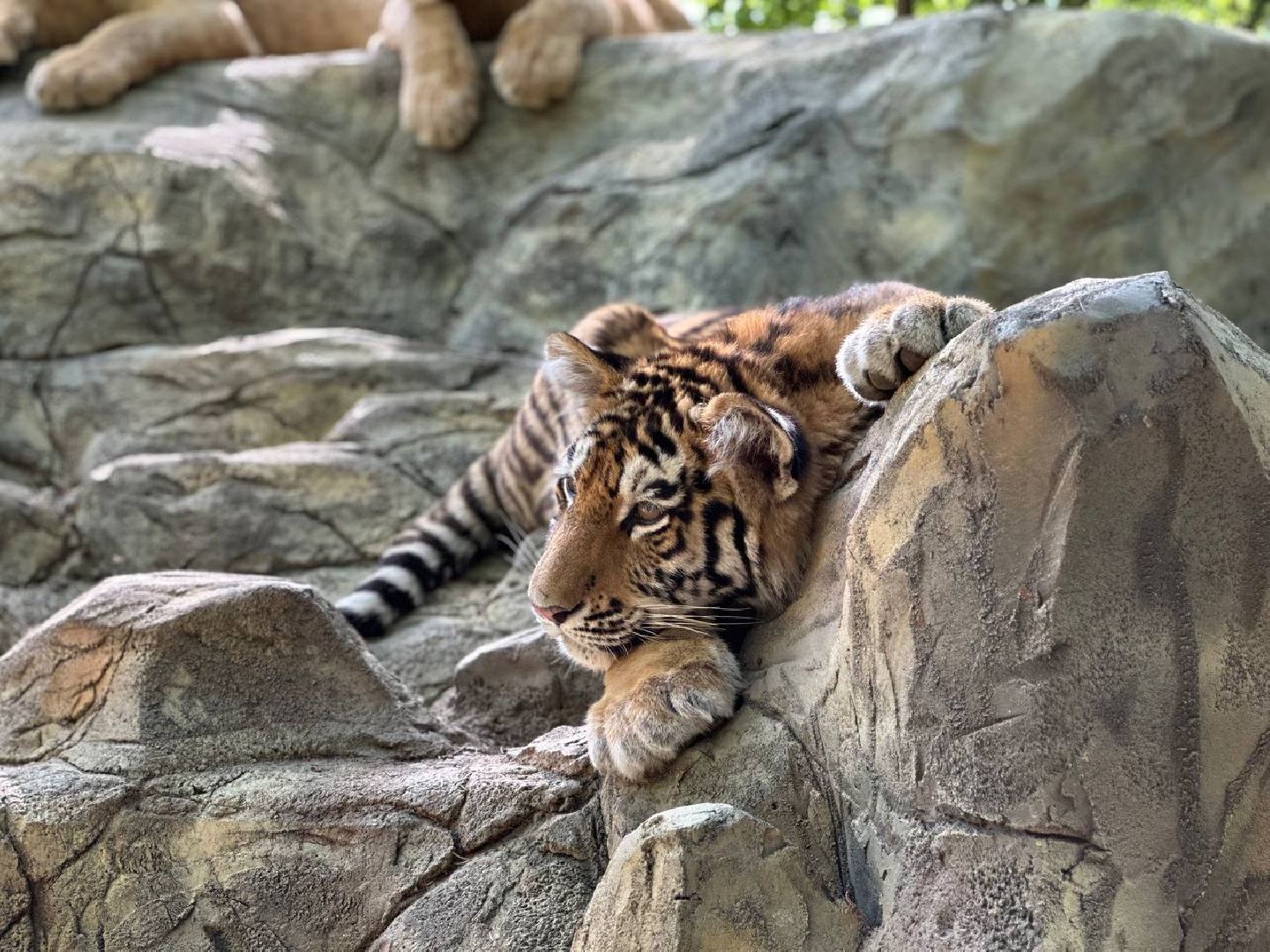 Можайск, Можайский городской округ, Подмосковье, туризм, сафари-парк, парк тигров, львы, ягуары, тигры, дикие животные, хищники, кошки
