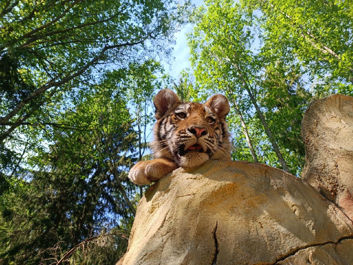 Можайск, Можайский городской округ, Подмосковье, туризм, сафари-парк, парк тигров, львы, ягуары, тигры, дикие животные, хищники, кошки