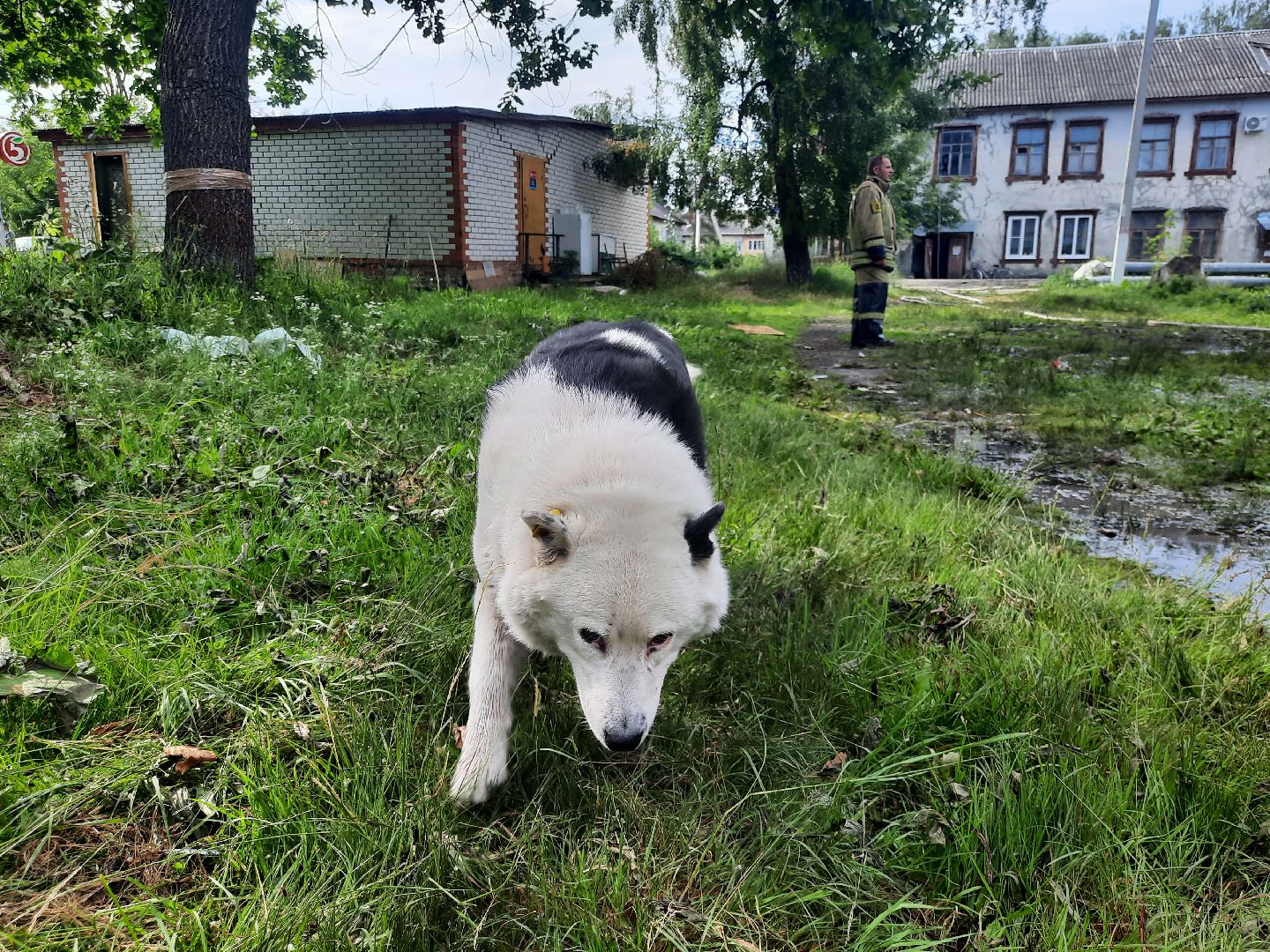 #ЧП, #пожар, #сгорел_дом, #шатура