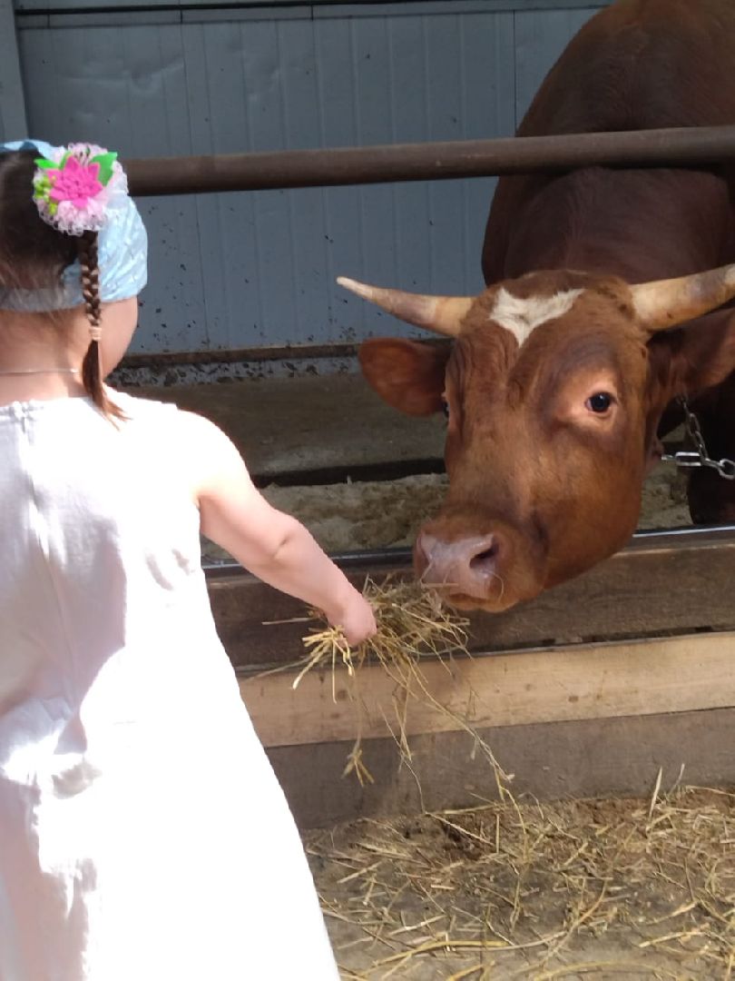 Наро-Фоминск, фермер Джаппуев, экономика Подмосковья, экскурсия на ферму