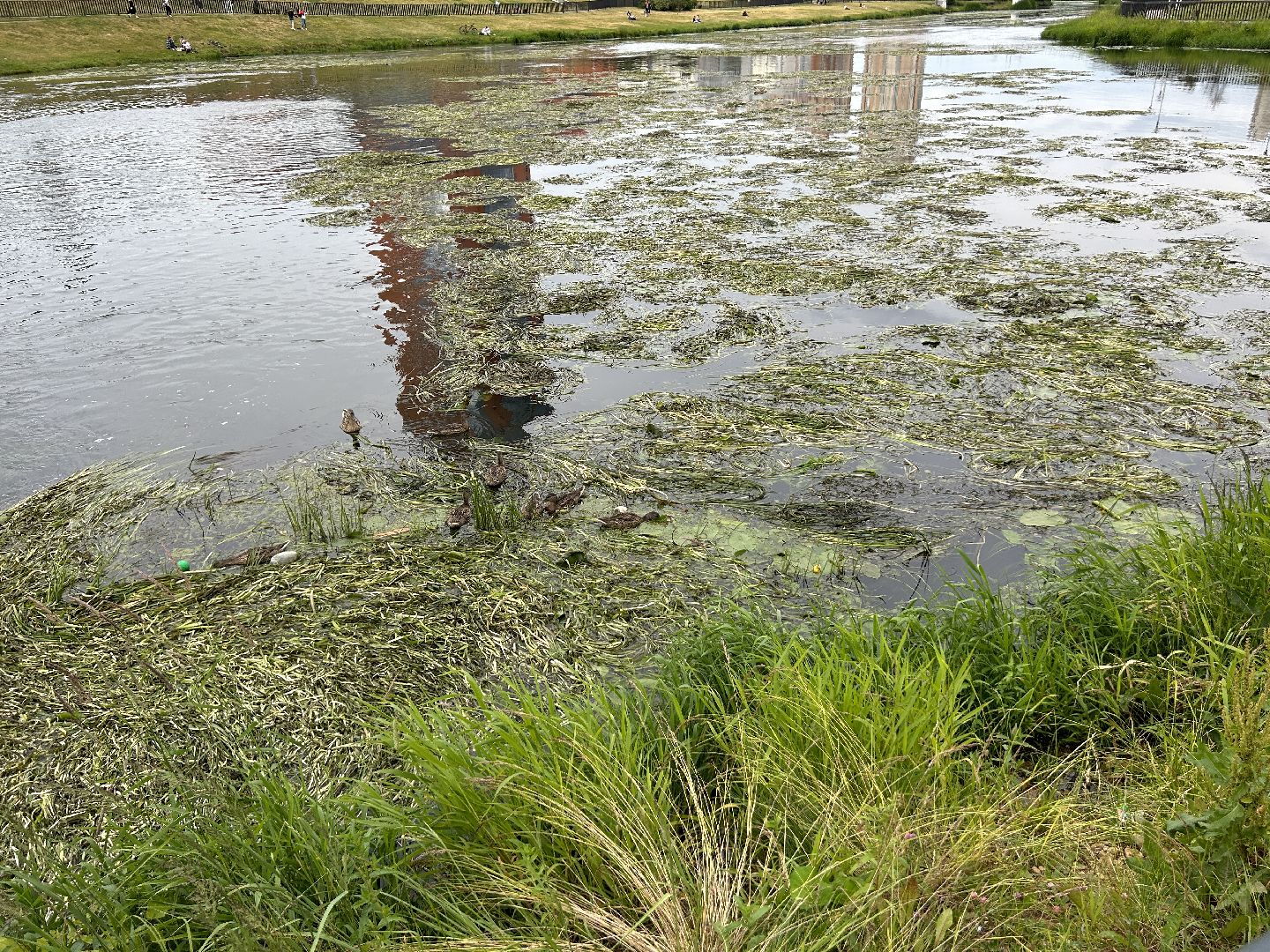 река, Клязьма, Щёлково