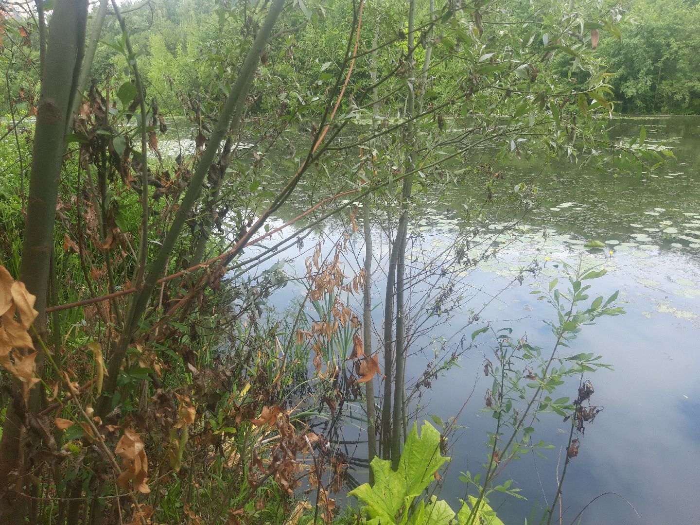 река, озеро,