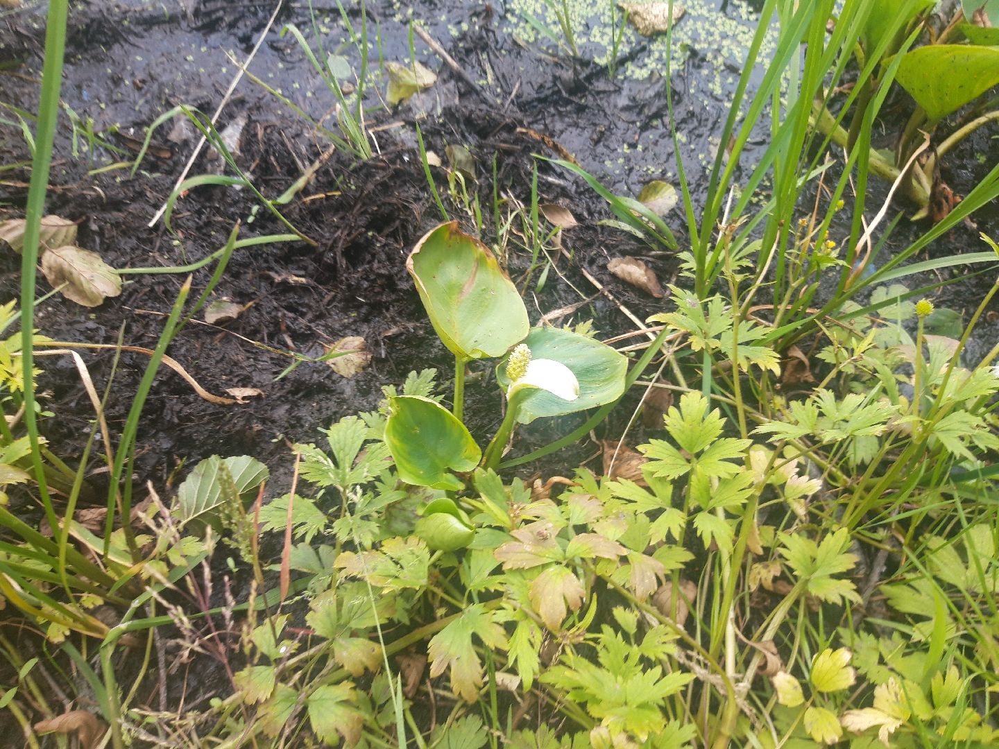 река, озеро,