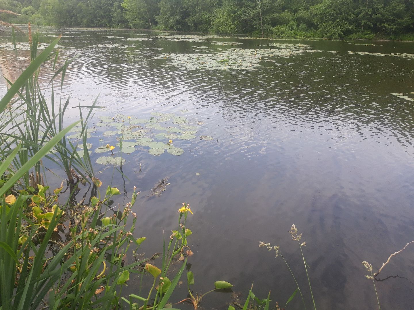 река, озеро,