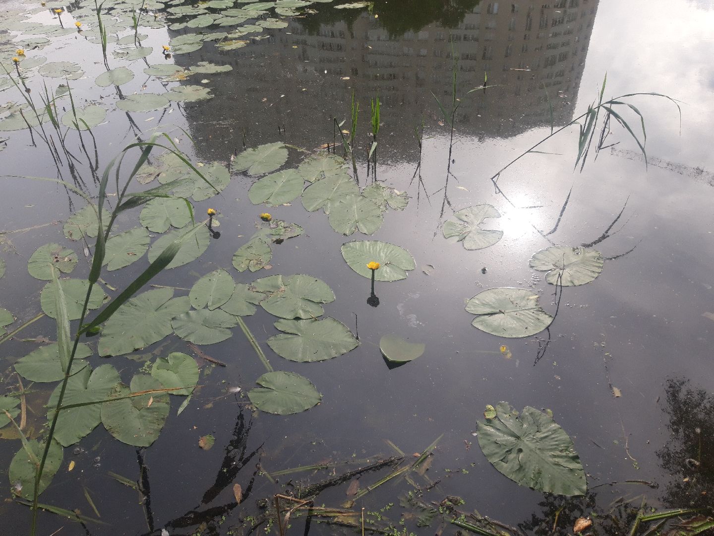 река, озеро,