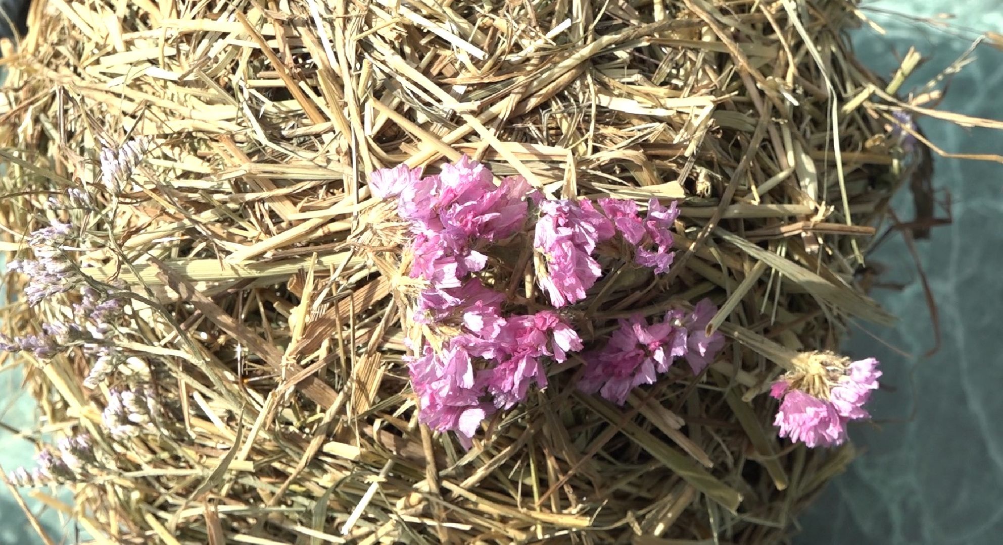 Конкурс цветочных салонов, Домодедово