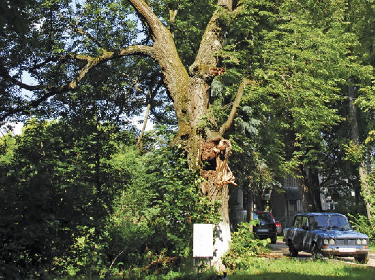 Звенигород, липа Чехова, день памяти Антона Павловича Чехова, культура