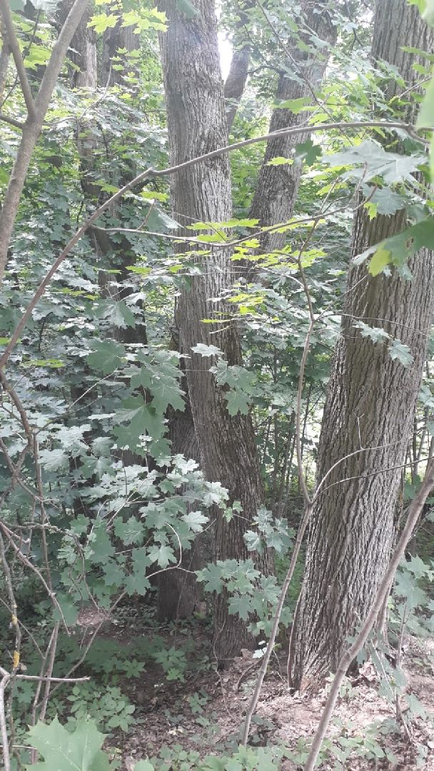 Звенигород, липа Чехова, день памяти Антона Павловича Чехова, культура