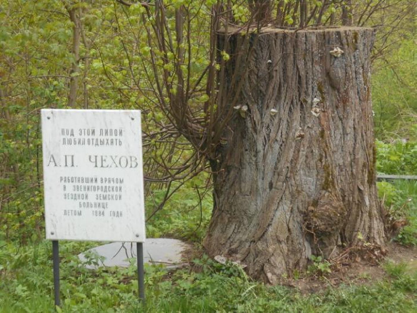 Звенигород, липа Чехова, день памяти Антона Павловича Чехова, культура