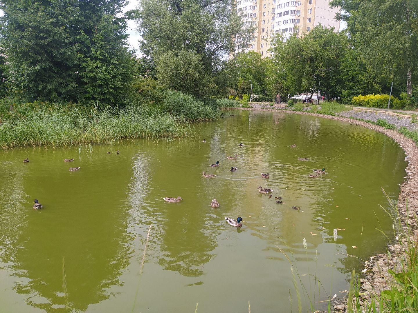 Дедовск, пруд, место притяжёния