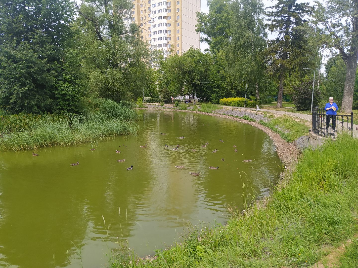 Дедовск, пруд, место притяжёния