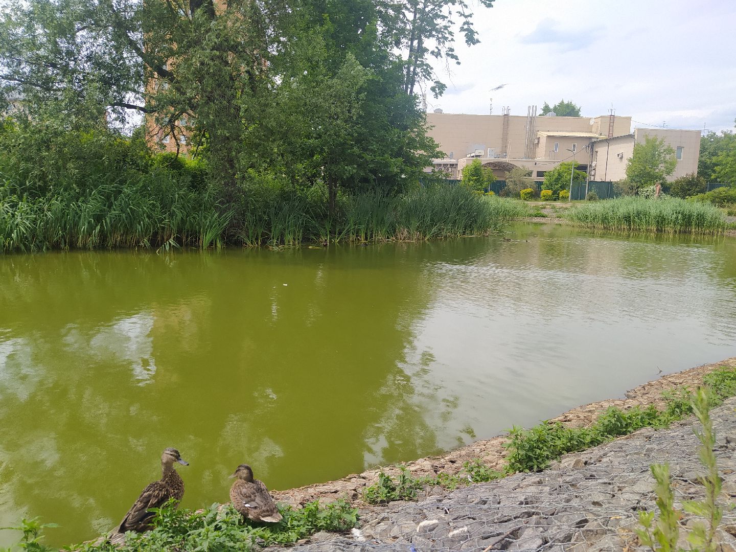 Дедовск, пруд, место притяжёния