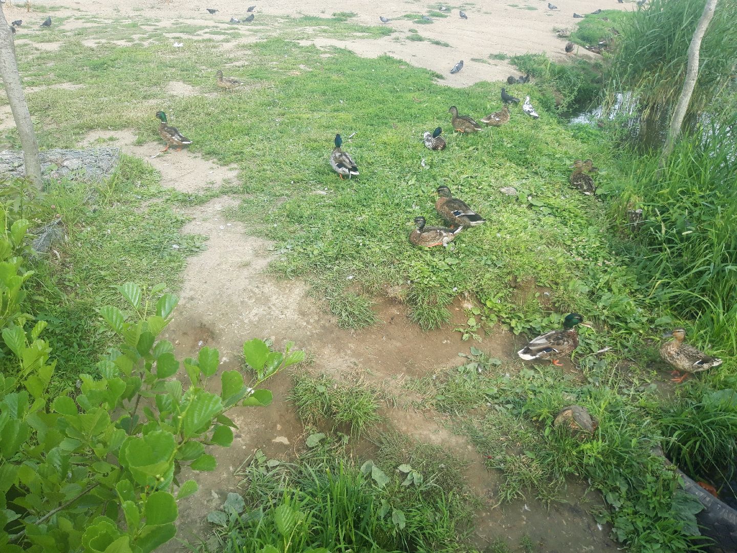 река, доброе дело,