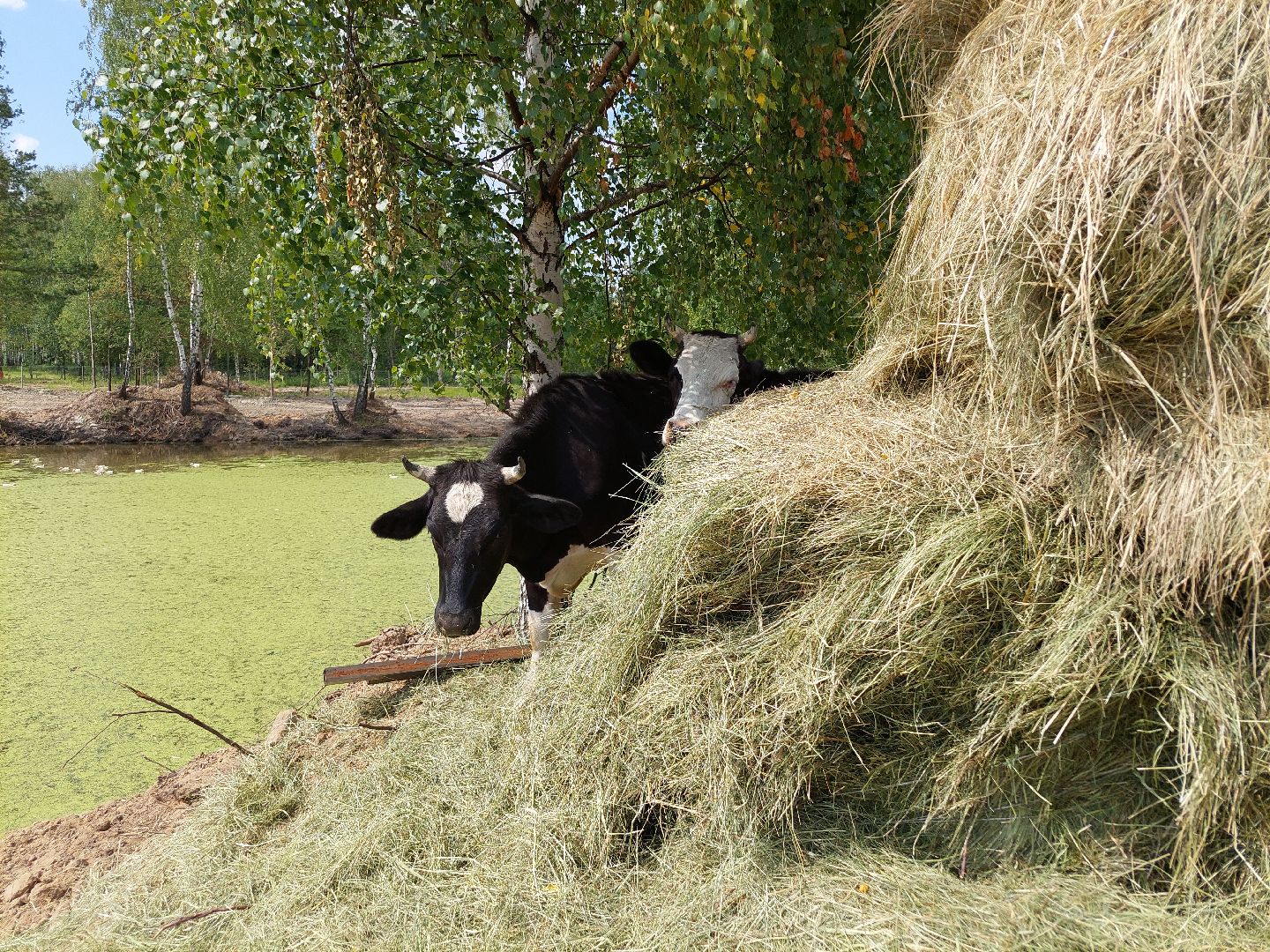 контактный зоопарк, Воскресенск, фермер, животные, павлины