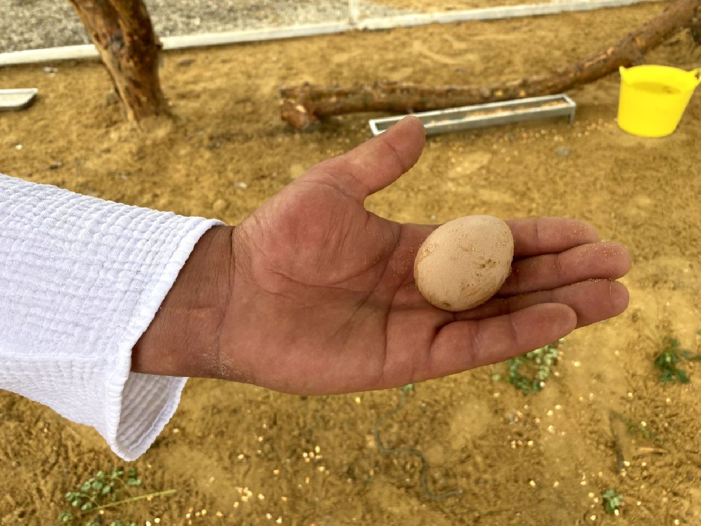 контактный зоопарк, Воскресенск, фермер, животные, павлины