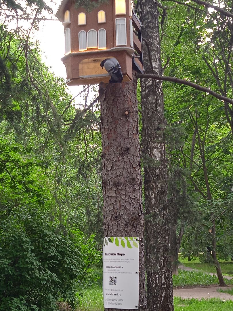 Белочка-парк, интерактивная, кормушка, белки