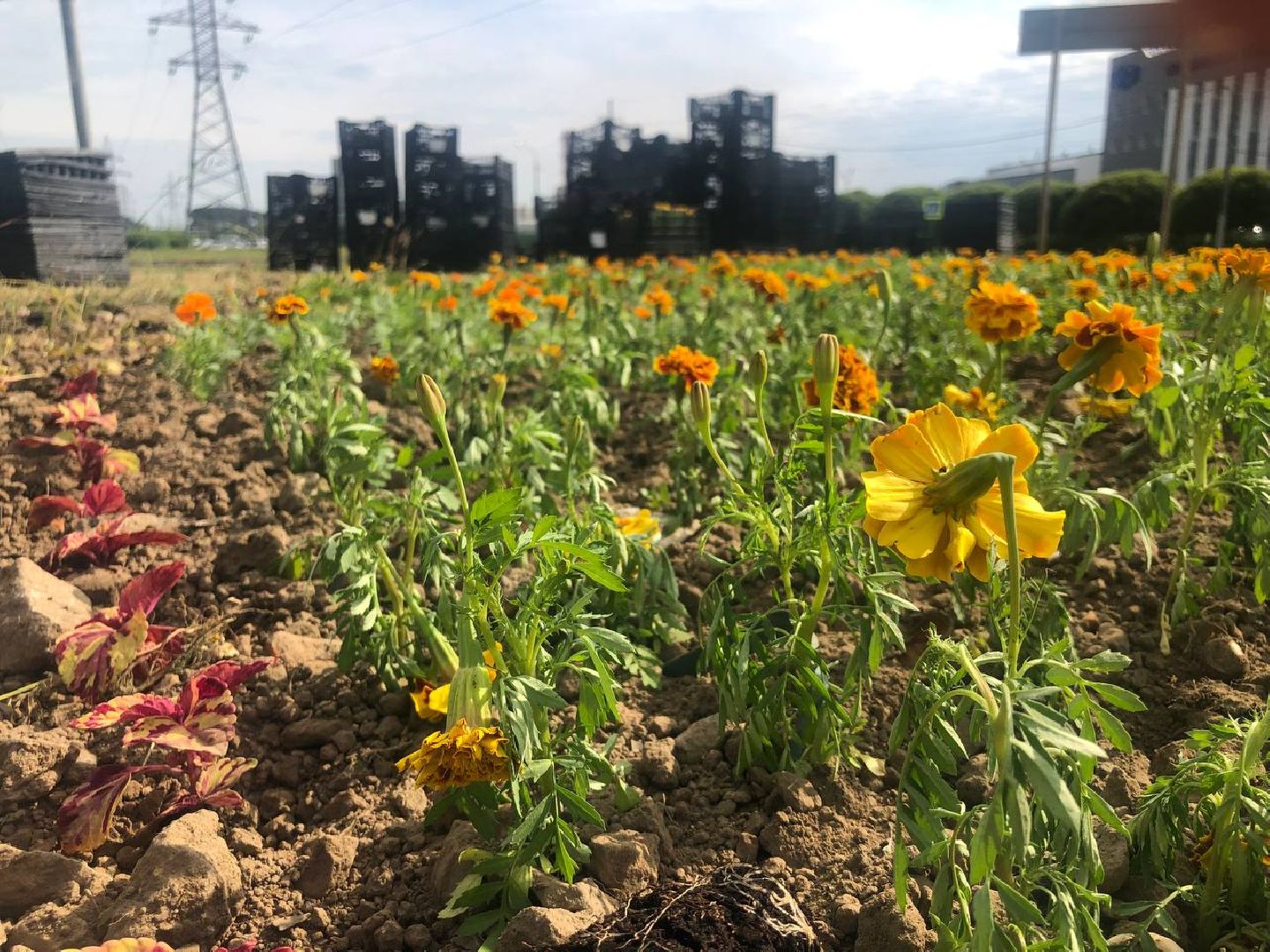 Подольск, цветы, благоустройство, клумбы