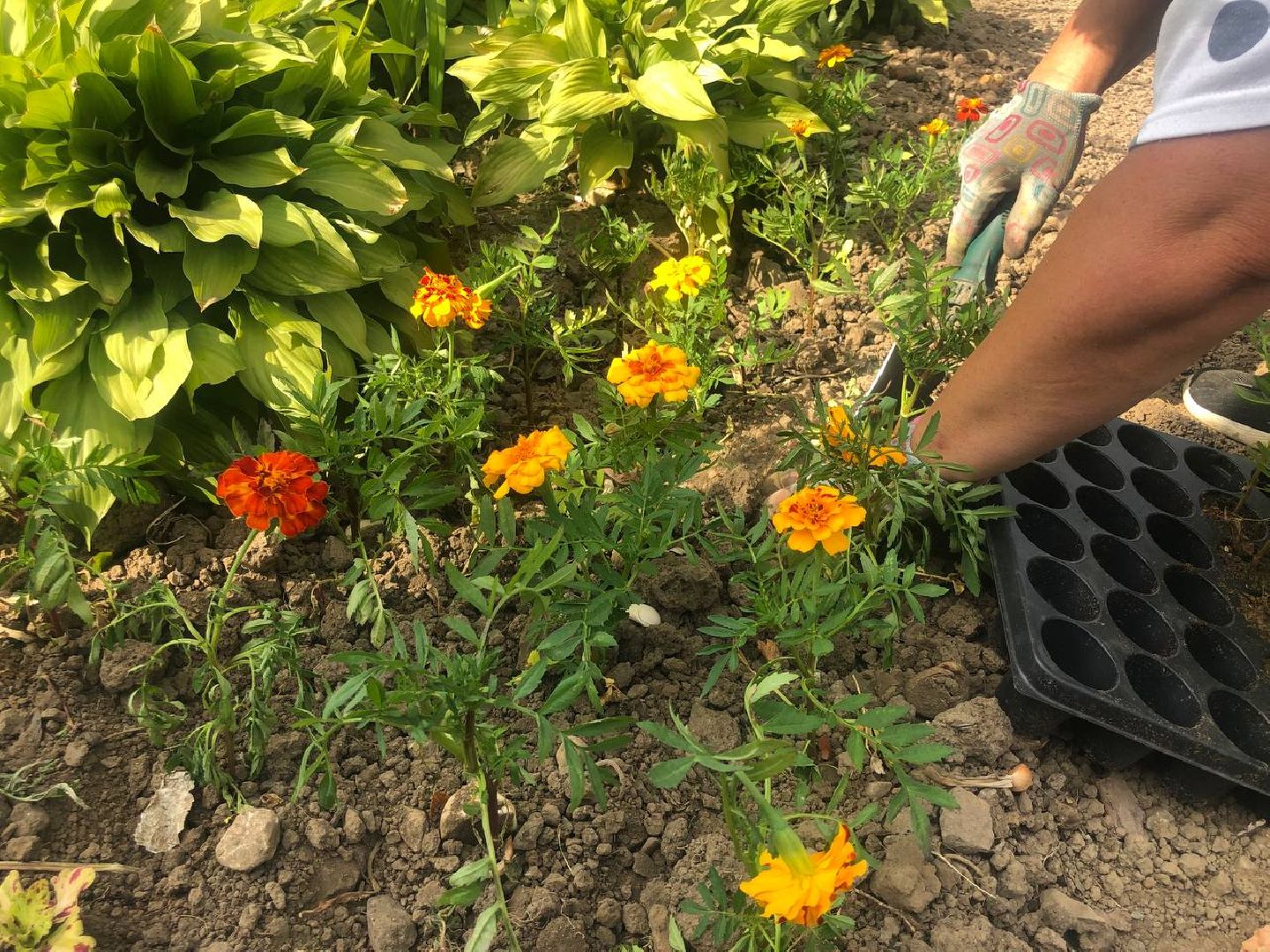 Подольск, цветы, благоустройство, клумбы