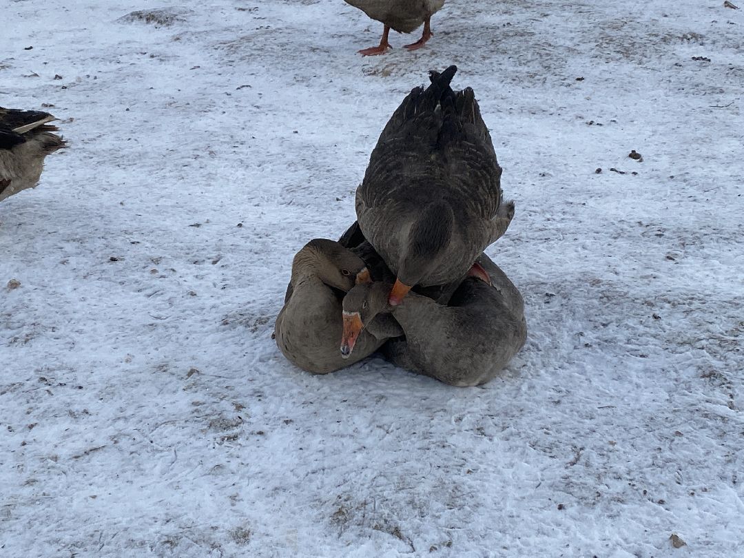 Ферма, гуси, хозяйство