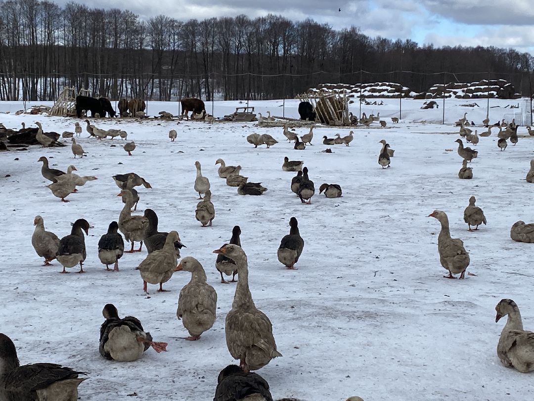 Ферма, гуси, хозяйство