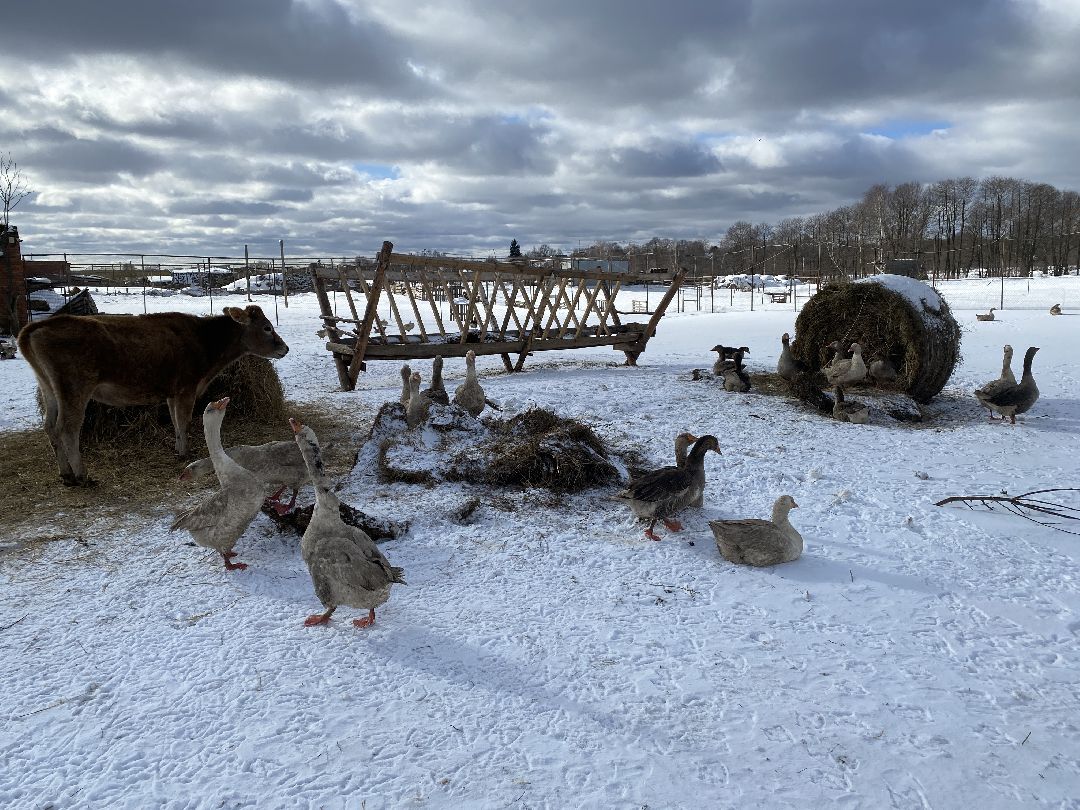 Ферма, гуси, хозяйство