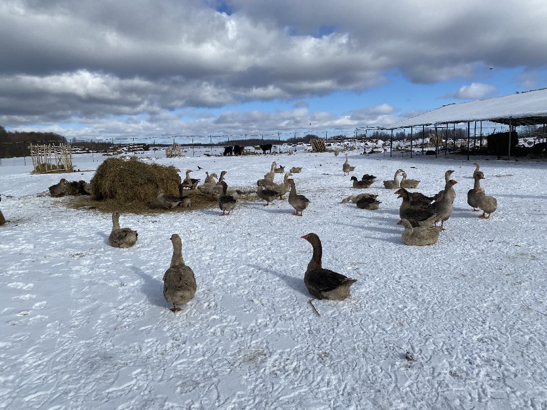 Ферма, гуси, хозяйство