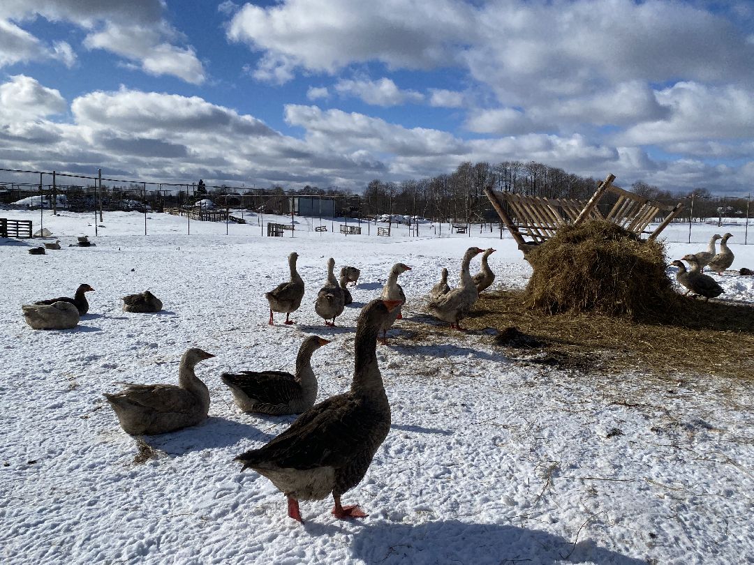 Ферма, гуси, хозяйство