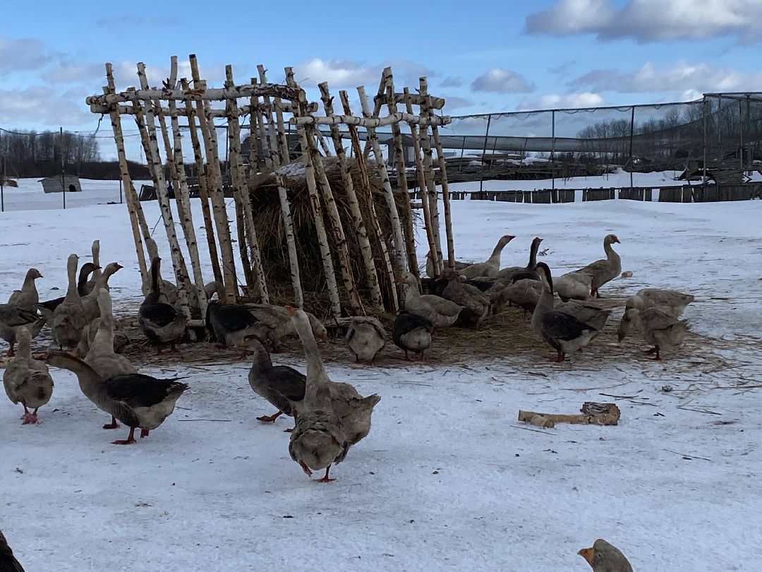 Ферма, гуси, хозяйство