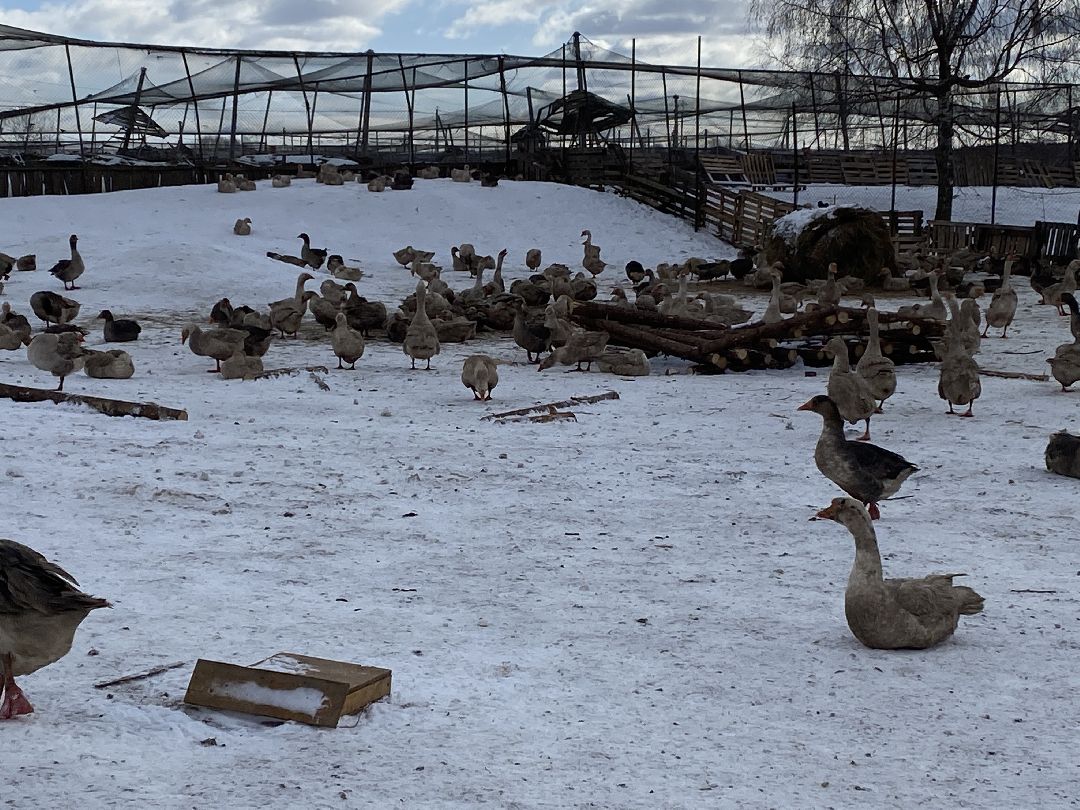 Ферма, гуси, хозяйство
