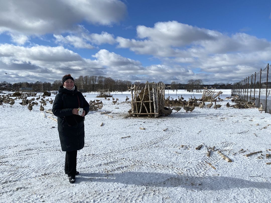 Ферма, гуси, хозяйство