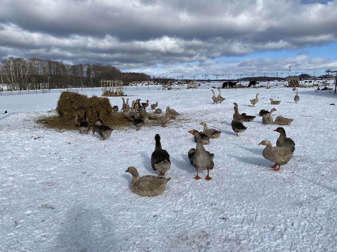 Ферма, гуси, хозяйство