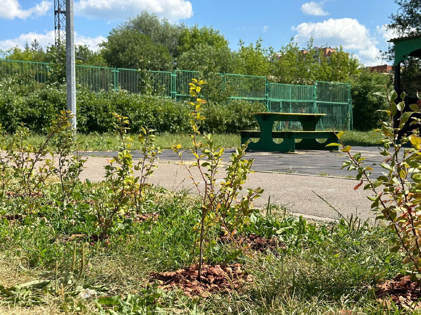 Живые изгороди, благоустройство, Селятино, ГУСТ
