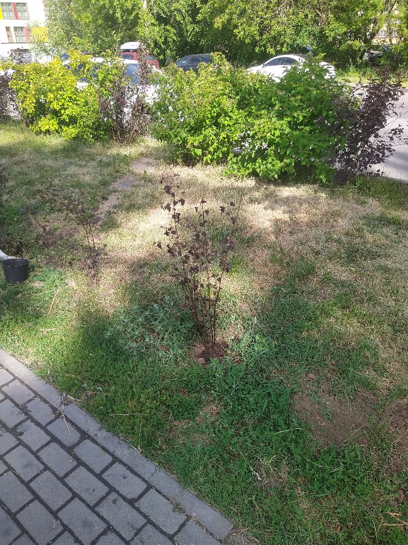 Долгопрудный, благоустройство, ЖКХ, озеленение, ЛТО, трудоустройство, подростки