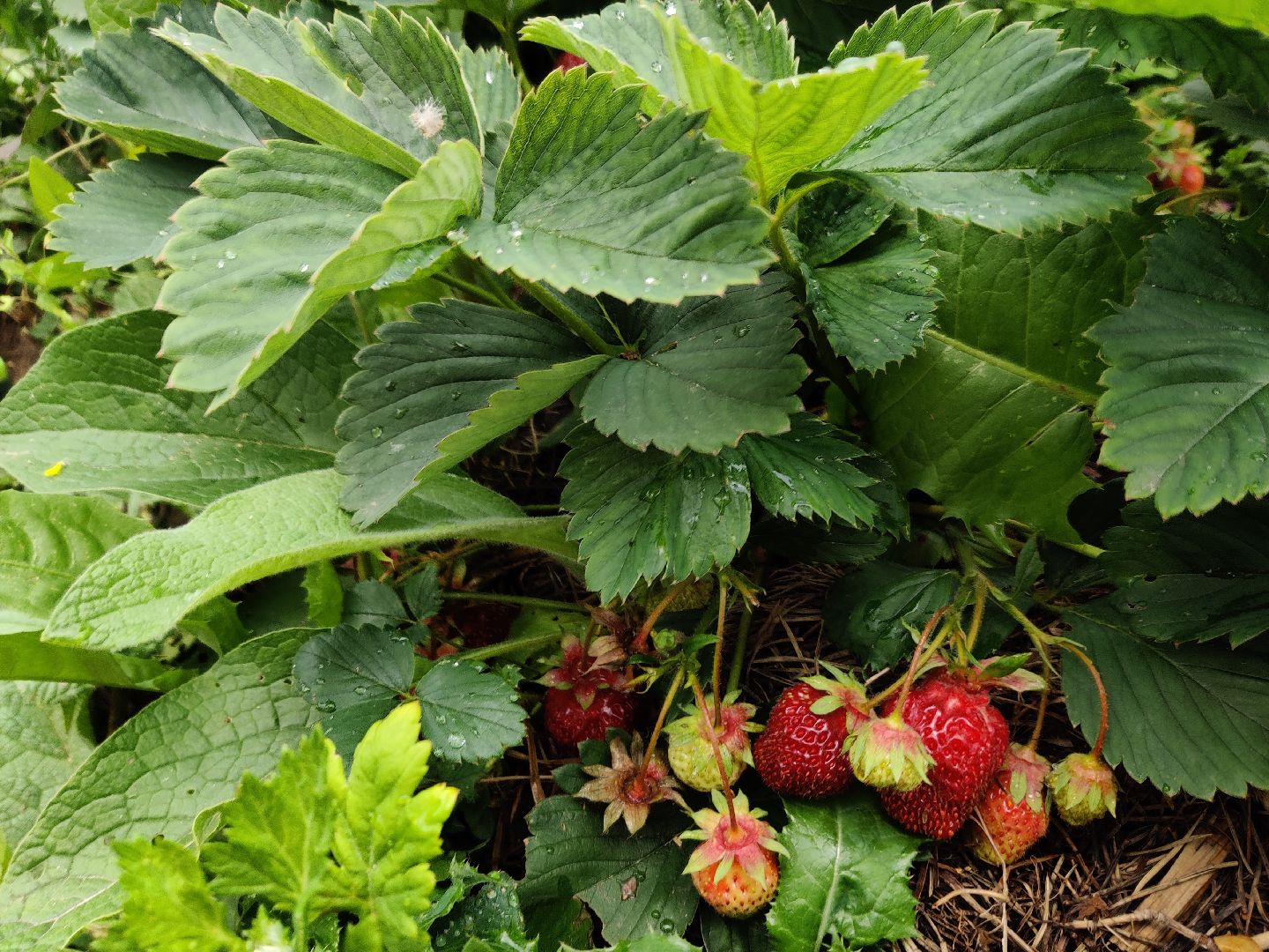 Красноармейск, Пушкинский, дача, клубника