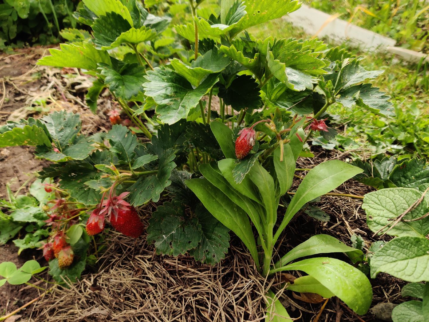 Красноармейск, Пушкинский, дача, клубника