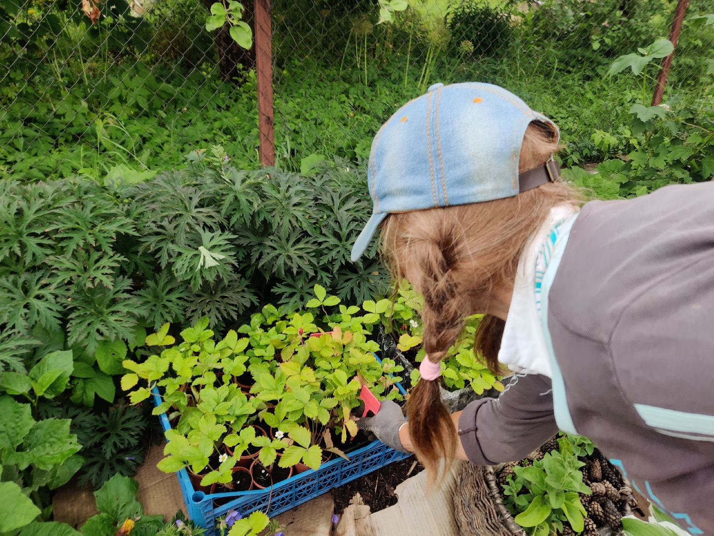 Красноармейск, Пушкинский, дача, клубника