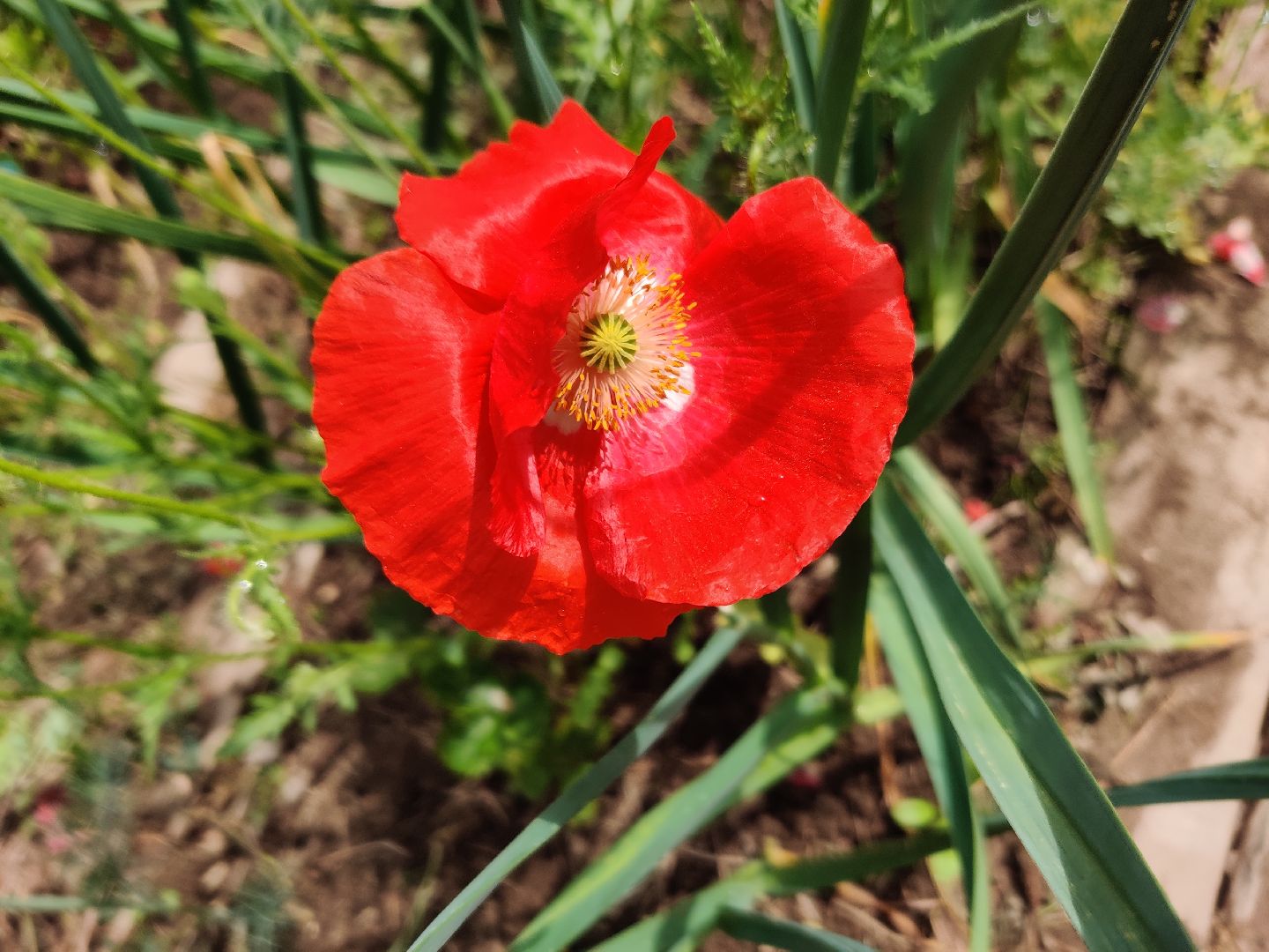 Красноармейск, Пушкинский, дача, клубника