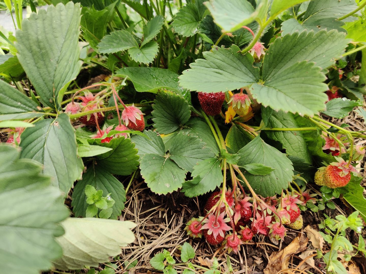 Красноармейск, Пушкинский, дача, клубника