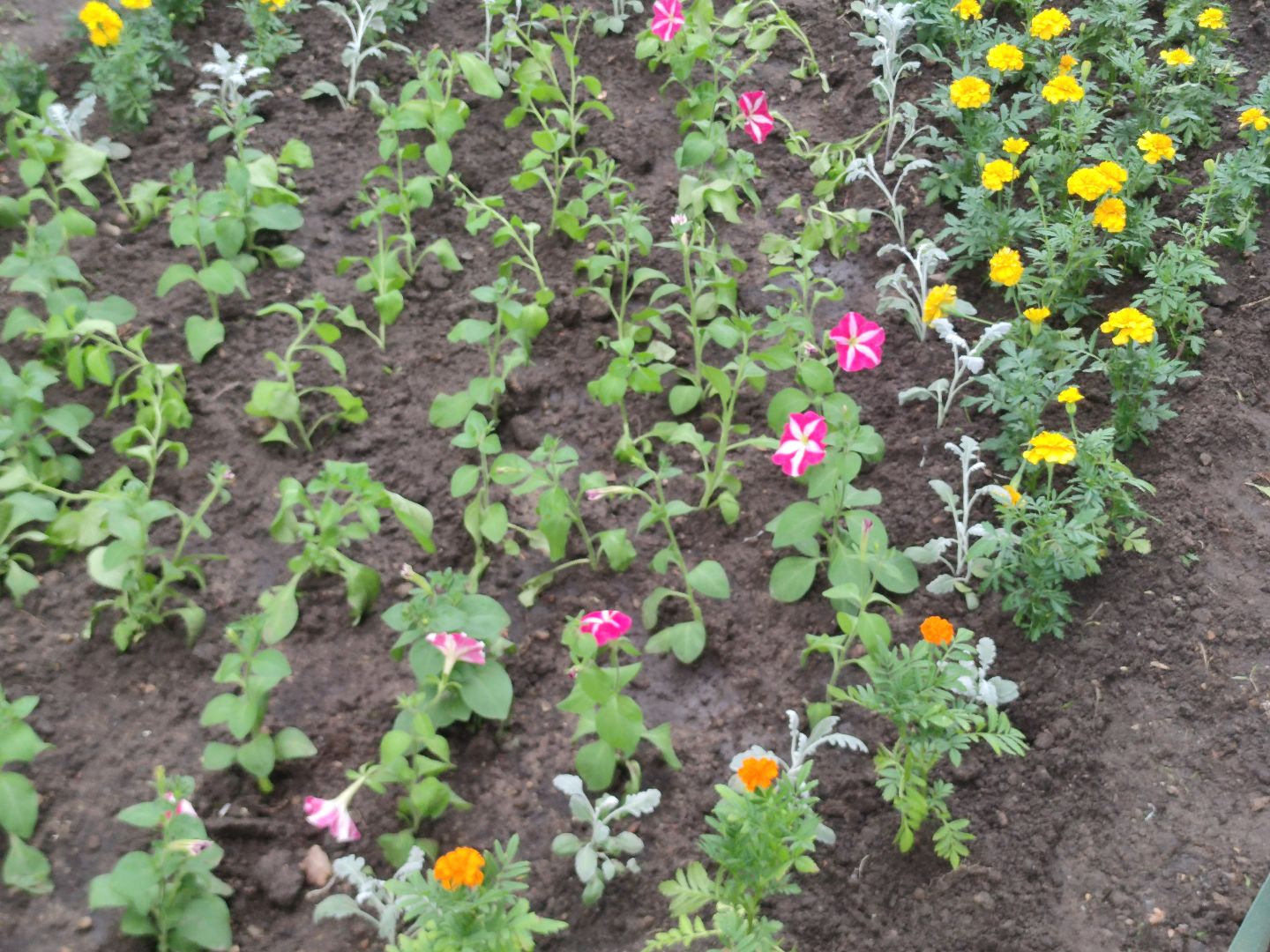 Клумба, цветы, благоустройство, Дубна