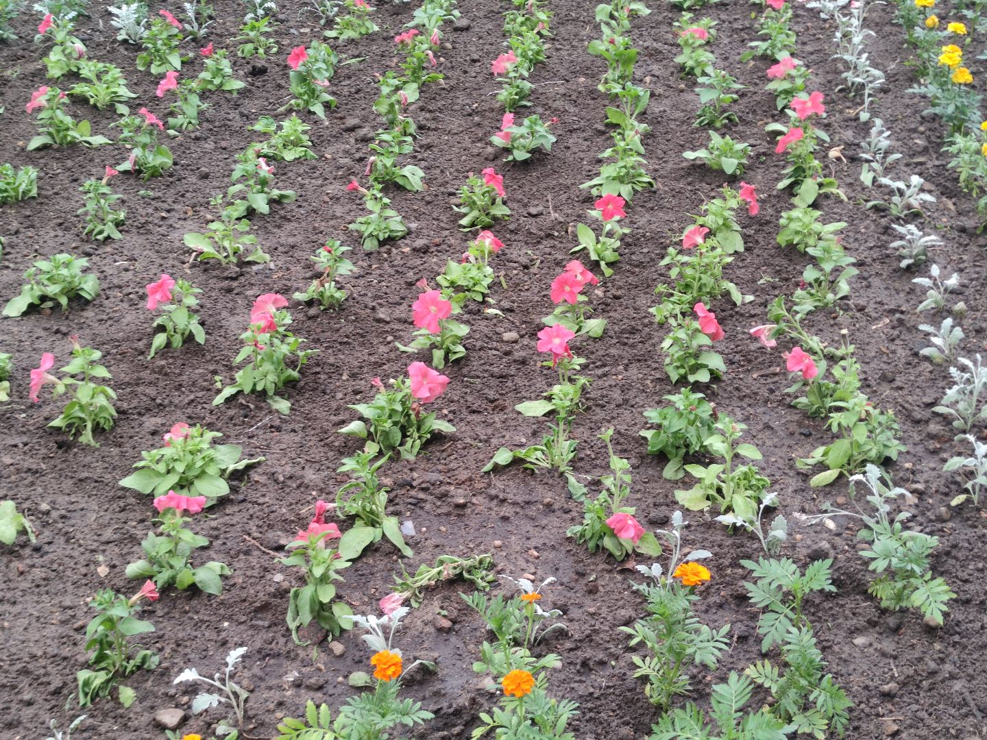 Клумба, цветы, благоустройство, Дубна