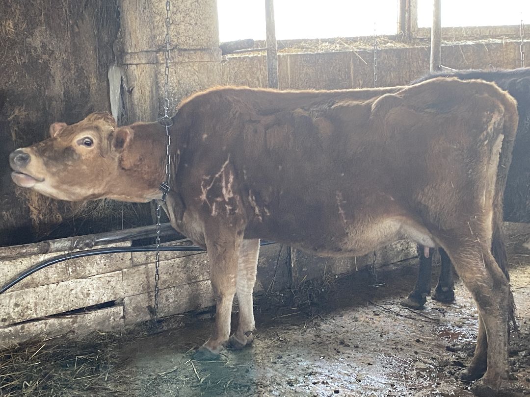 Сыр, хозяйство, молоко, ферма, Чехов