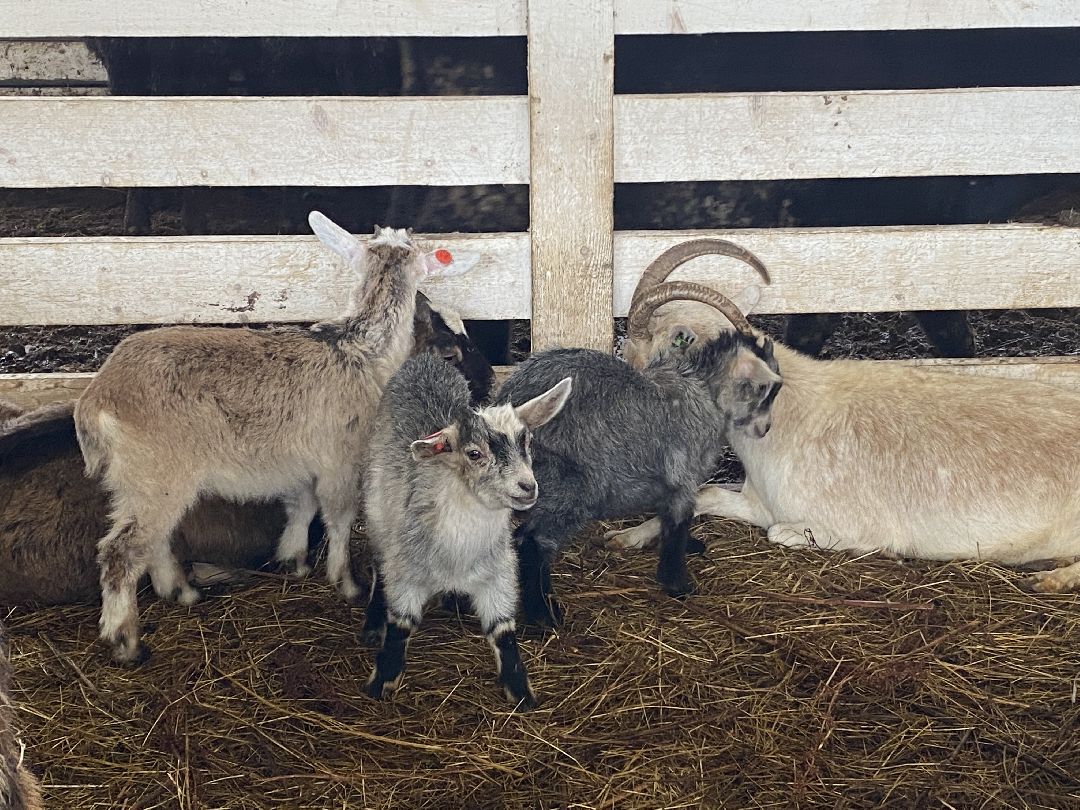 Сыр, хозяйство, молоко, ферма, Чехов