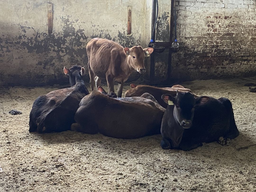 Сыр, хозяйство, молоко, ферма, Чехов