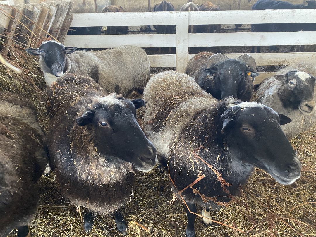 Сыр, хозяйство, молоко, ферма, Чехов