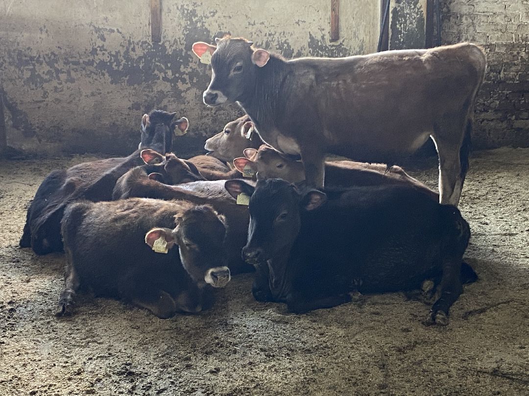 Сыр, хозяйство, молоко, ферма, Чехов