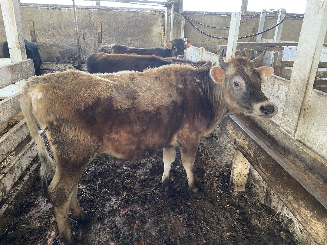 Сыр, хозяйство, молоко, ферма, Чехов